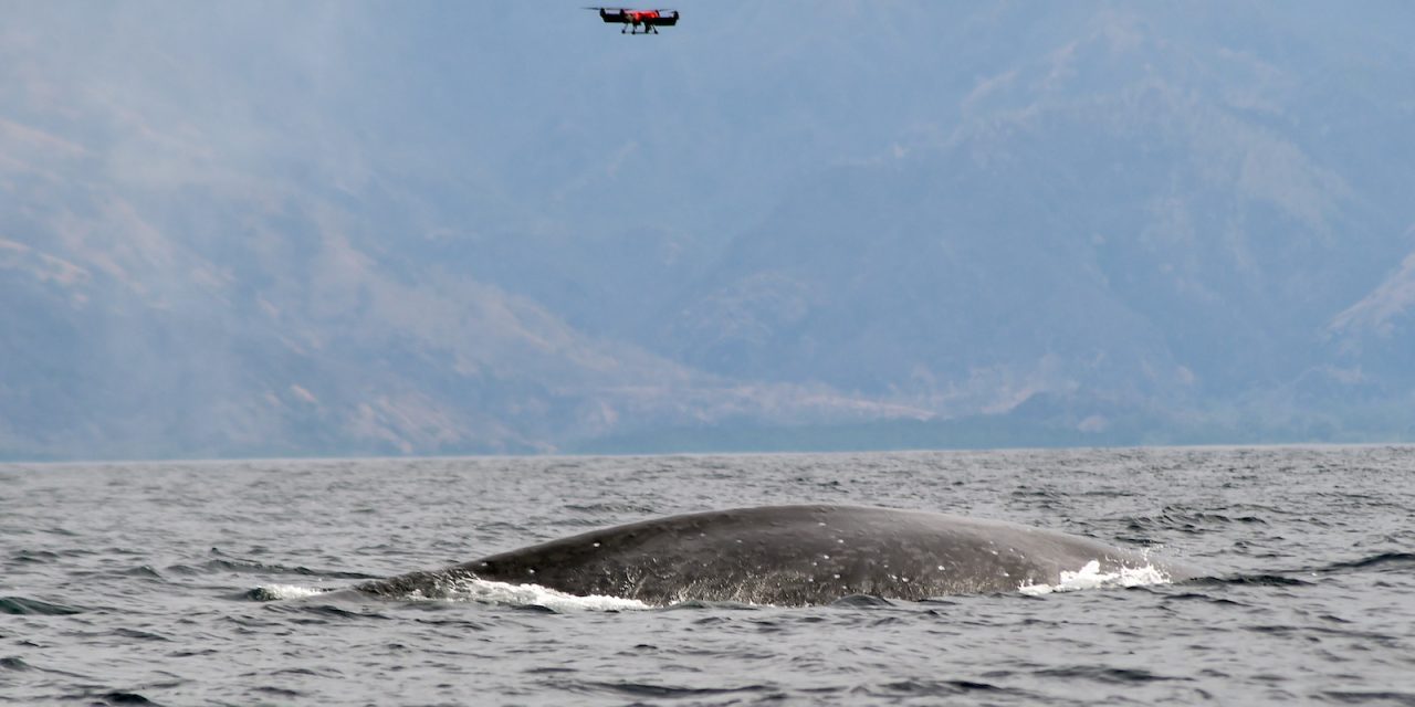 Peneliti Pasang Tag Satelit Pada Paus Menggunakan Drone