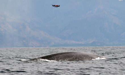 Peneliti Pasang Tag Satelit Pada Paus Menggunakan Drone