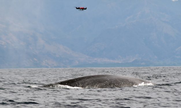 Peneliti Pasang Tag Satelit Pada Paus Menggunakan Drone
