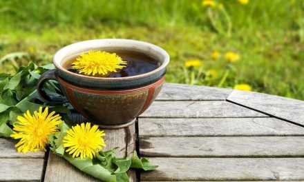 Kopi Akar Dandelion, Alternatif Bebas Kafein Yang Lagi Tren