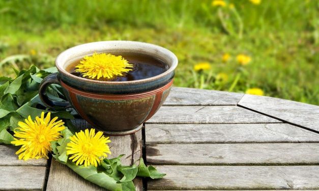 Kopi Akar Dandelion, Alternatif Bebas Kafein Yang Lagi Tren