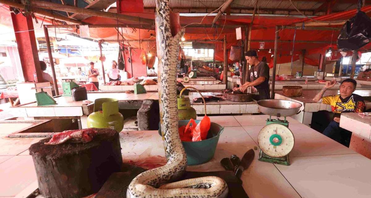 Pasar Ekstrem Beralih Ke Ternak Lokal Untuk Lindungi Satwa Liar