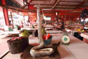 Pasar Ekstrem Beralih Ke Ternak Lokal Untuk Lindungi Satwa Liar