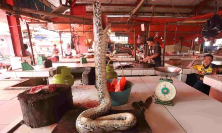 Pasar Ekstrem Beralih Ke Ternak Lokal Untuk Lindungi Satwa Liar