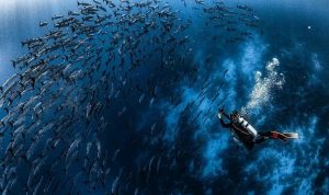 High Seas Treaty Capai Angka Ratifikasi Baru Demi Konservasi