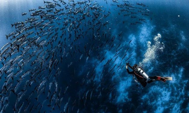 High Seas Treaty Capai Angka Ratifikasi Baru Demi Konservasi