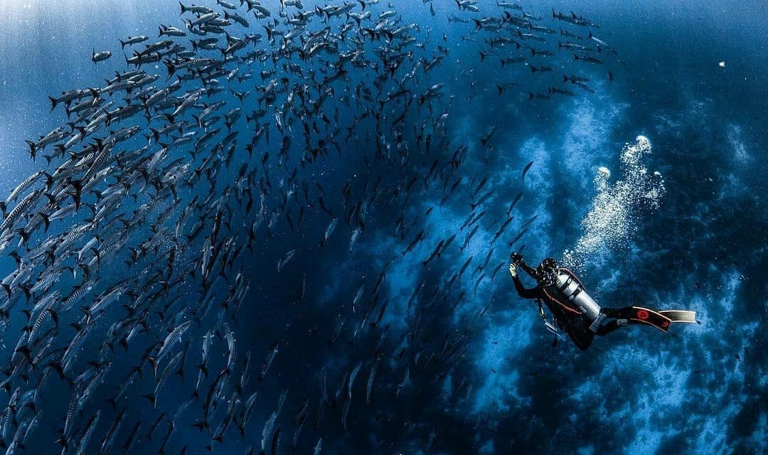 High Seas Treaty Capai Angka Ratifikasi Baru Demi Konservasi